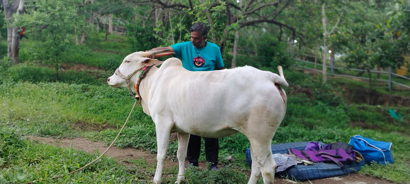 Cow Shelter
