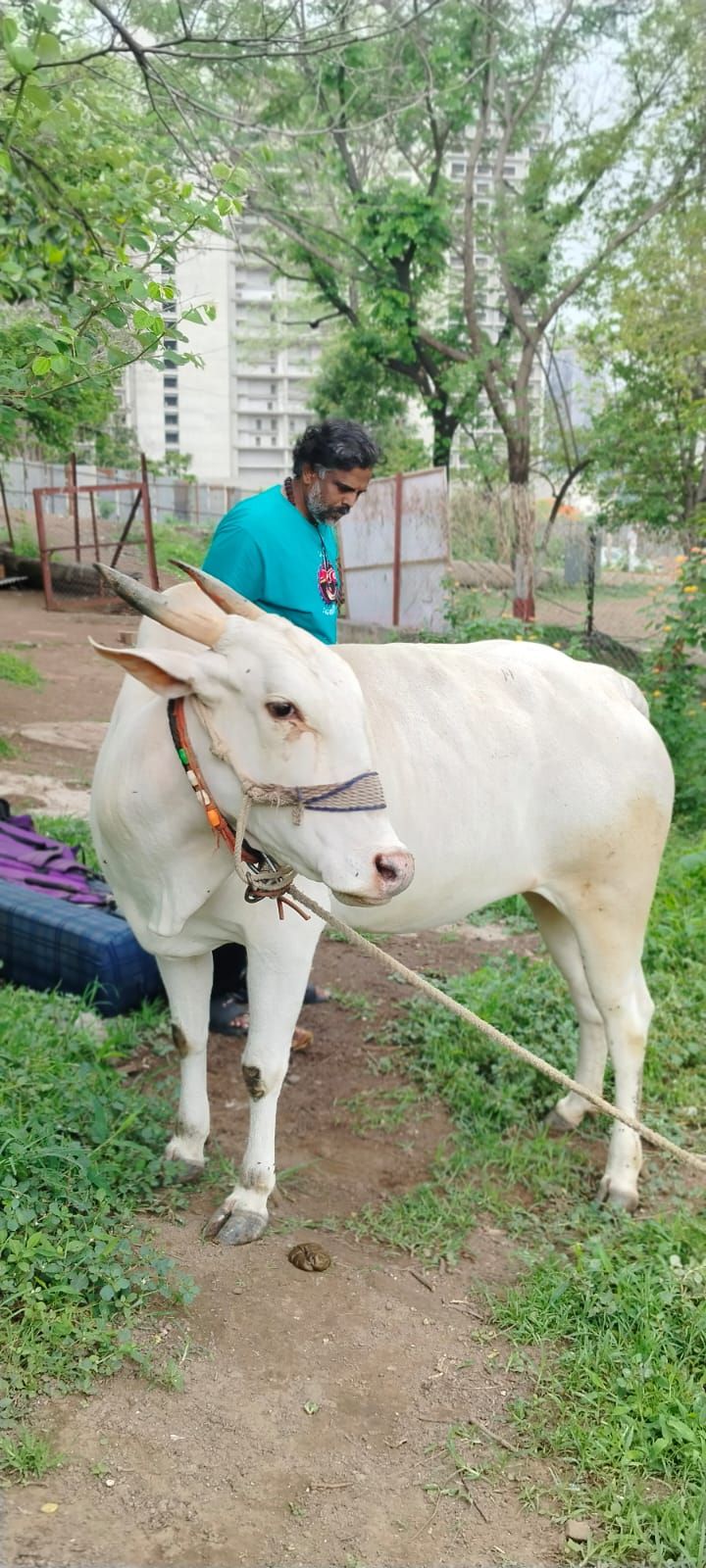 Calf Care